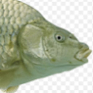 Meet your Posher, Madelynn